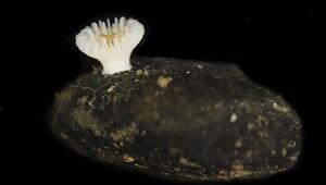 Neue Tiefseekoralle lebt nur auf Manganknollen