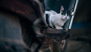 Strassenkatzen können mit dem Katzenpilz infiziert sein.