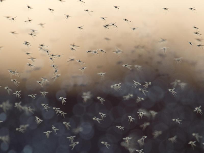 Die Parasiten die Quellen des Kohlenstoffes