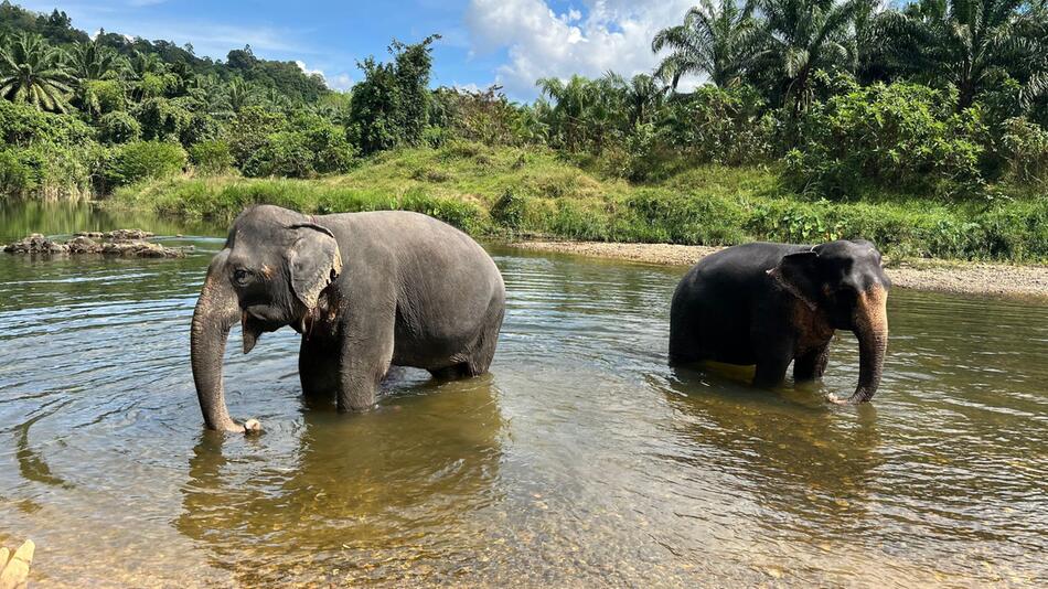 Elefanten in Thailand