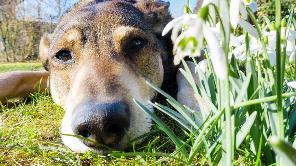 Hund liegt im Frühling auf einer Wiese neben Schneeglöckchen