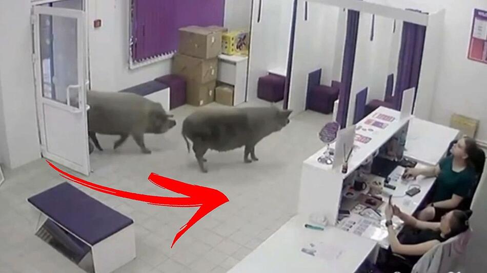 Zwei Schweine spazieren in Schönheitsklinik – Angestellte können es nicht fassen