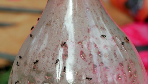 Guter Trick: Essig am Eingang