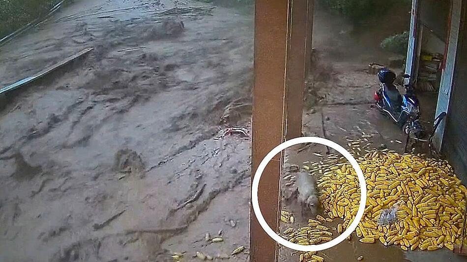 Wassermassen überraschen Vierbeiner: Hund rettet sich im letzten Moment vor Sturzflut
