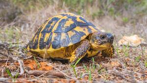 Hermann-Schildkröten (Testudo hermanni)