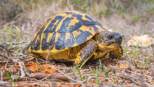 Hermann-Schildkröten (Testudo hermanni)