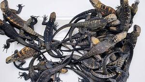 In Plastikboxen: Russin will 32 Galapagos-Echsen nach Island schmuggeln