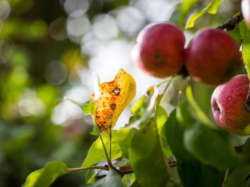 Apfelbaum im Herbst