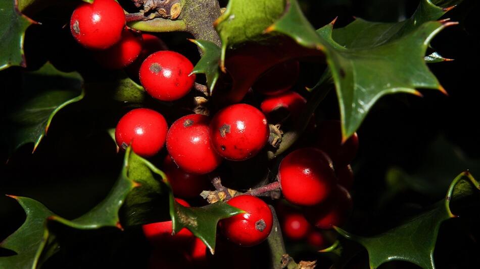 pflanzen weihnachten