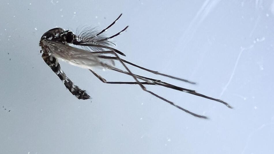 Asiatische Tigermücke