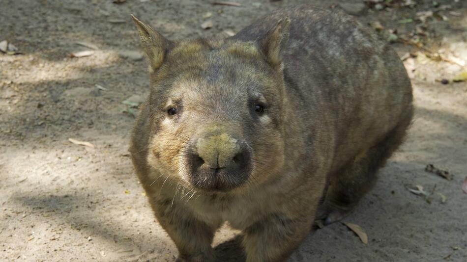 Wombat