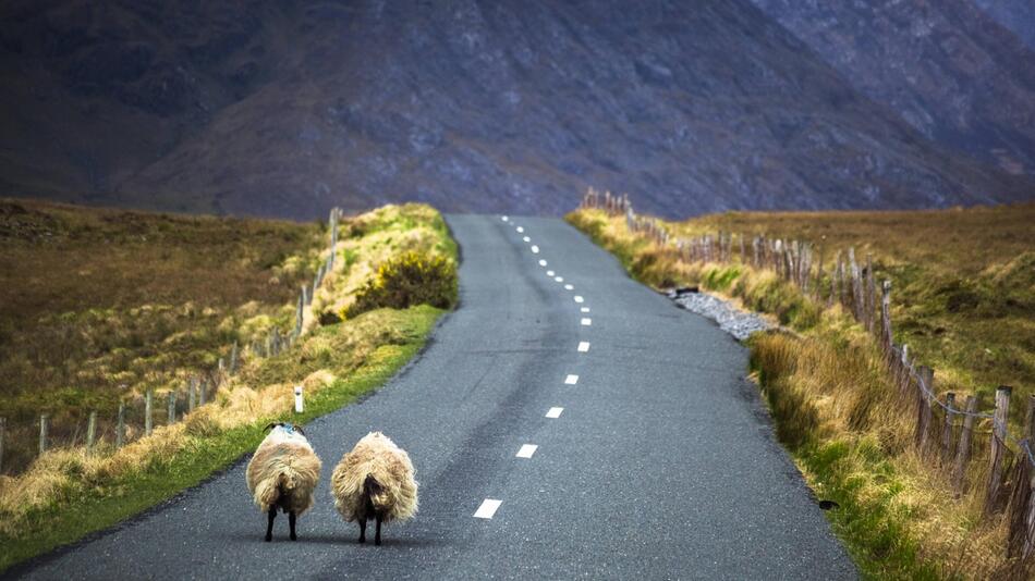 Irland, Strasse, Schafe, Natur