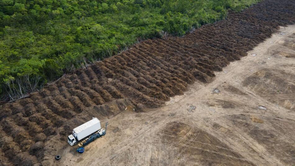 Amazonas verliert in 40 Jahren Fläche grösser als Spanien