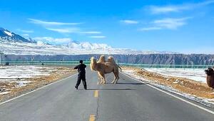 Mitten auf der Strasse: Sturköpfiges Kamel legt Verkehr lahm