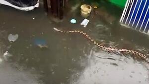 Riesiges Reptil im Hochwasser: Python schockt Einwohner nach heftigen Regenfällen