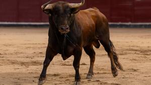 Stierkampf in Spanien