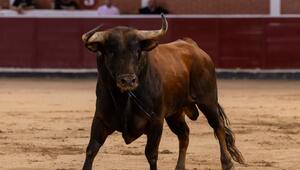 Stierkampf in Spanien