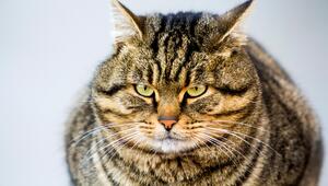 Katze