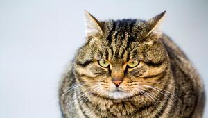Katze