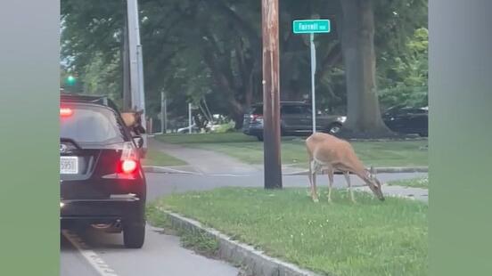 Hund im Auto, Reh auf der Strasse