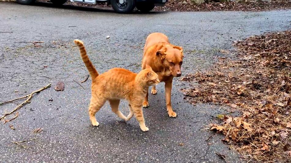 Totale Nervensäge: Katze versperrt Hund ständig den Weg