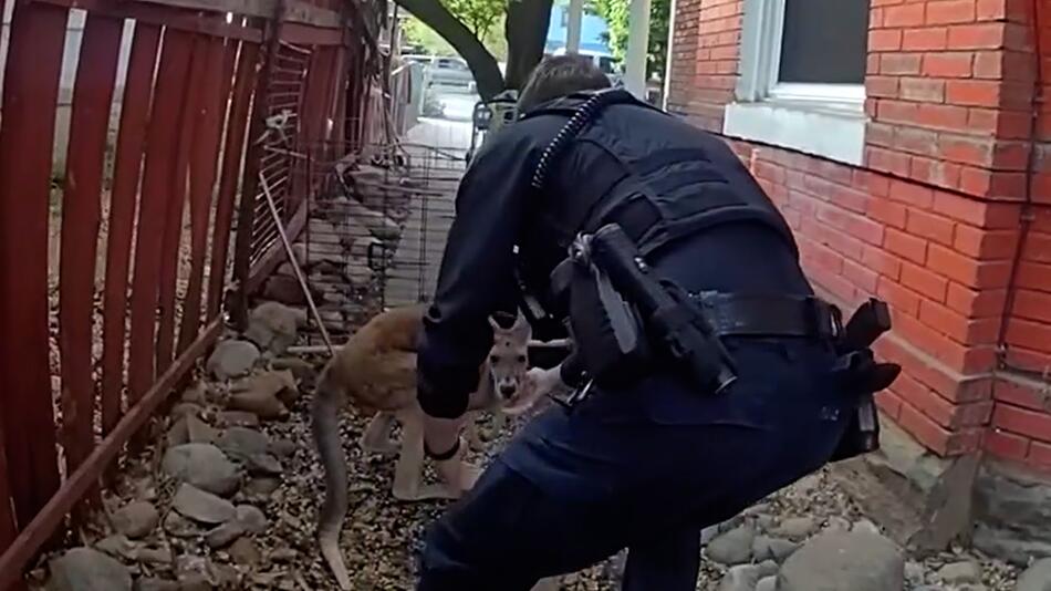 USA, Colorado: Polizei muss flinkes Känguru erneut einfangen