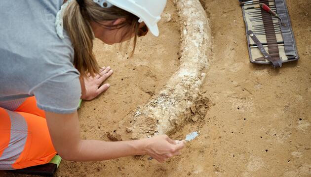 Mammutzahn auf Baustelle entdeckt