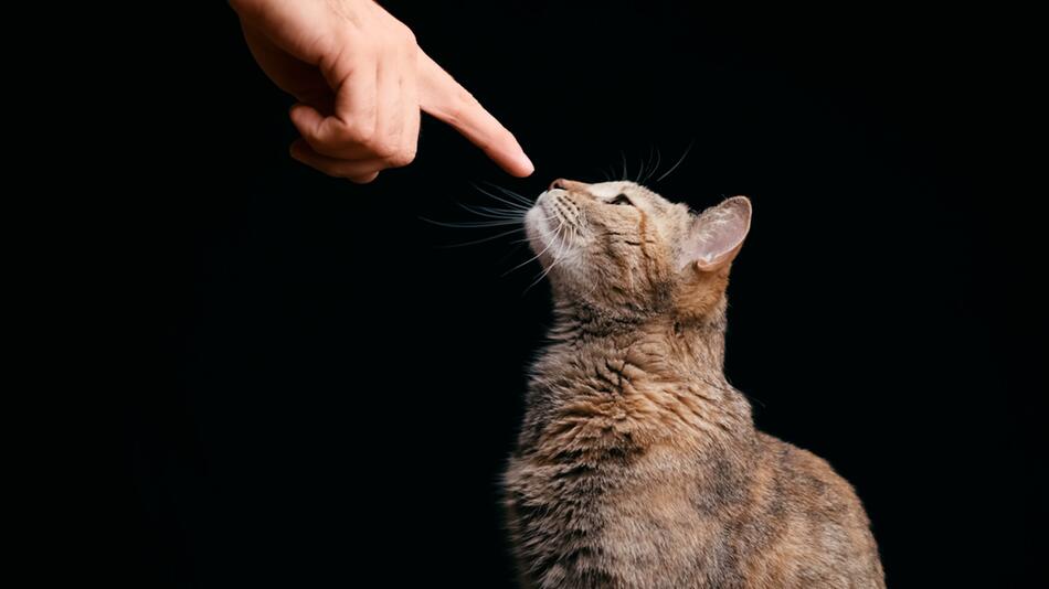 Deine Katze erkennt dich – durch die Nase