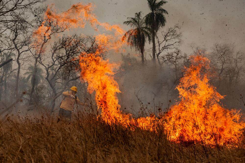 Amazonas verliert in 40 Jahren Fläche grösser als Spanien