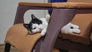 katzen klauen Sitzplätze