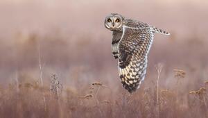 Sumpfohreule im Flug