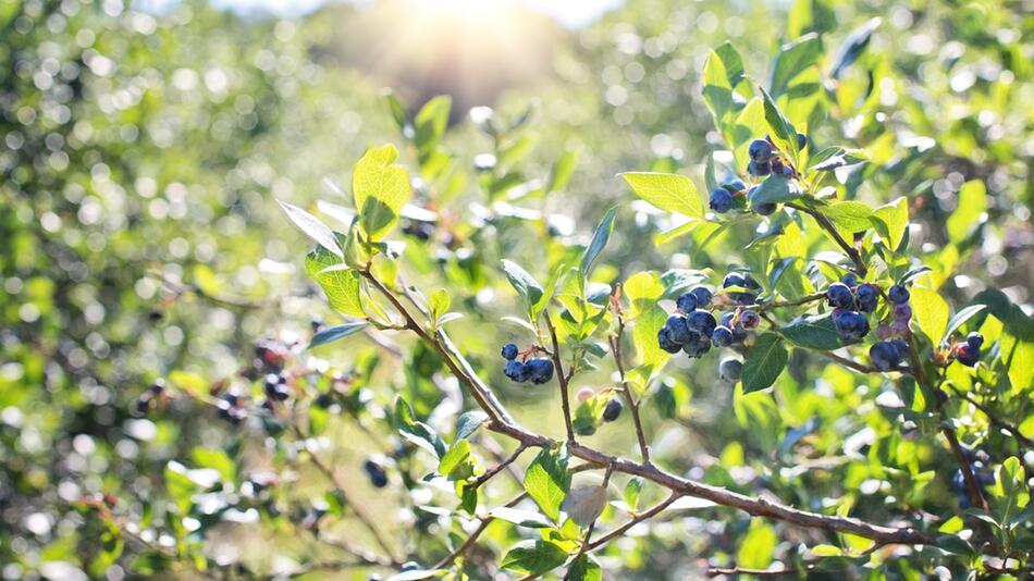 blaubeeren nachbarpflanzen