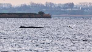 Buckelwal liegt weiter in Wismarer Bucht