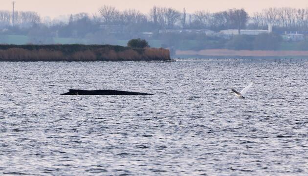Buckelwal liegt weiter in Wismarer Bucht