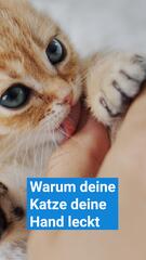 Die Gründe: Warum deine Katze deine Hand leckt