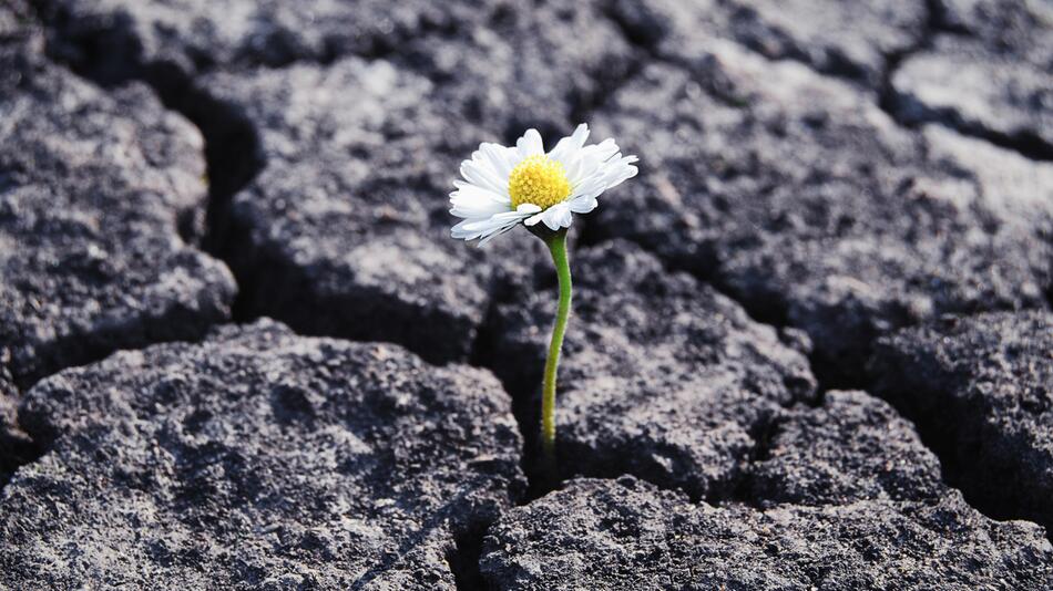 Blume spriesst durch Steinboden