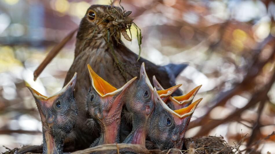 Eine Amsel sitzt mit ihren Küken in einem Nest