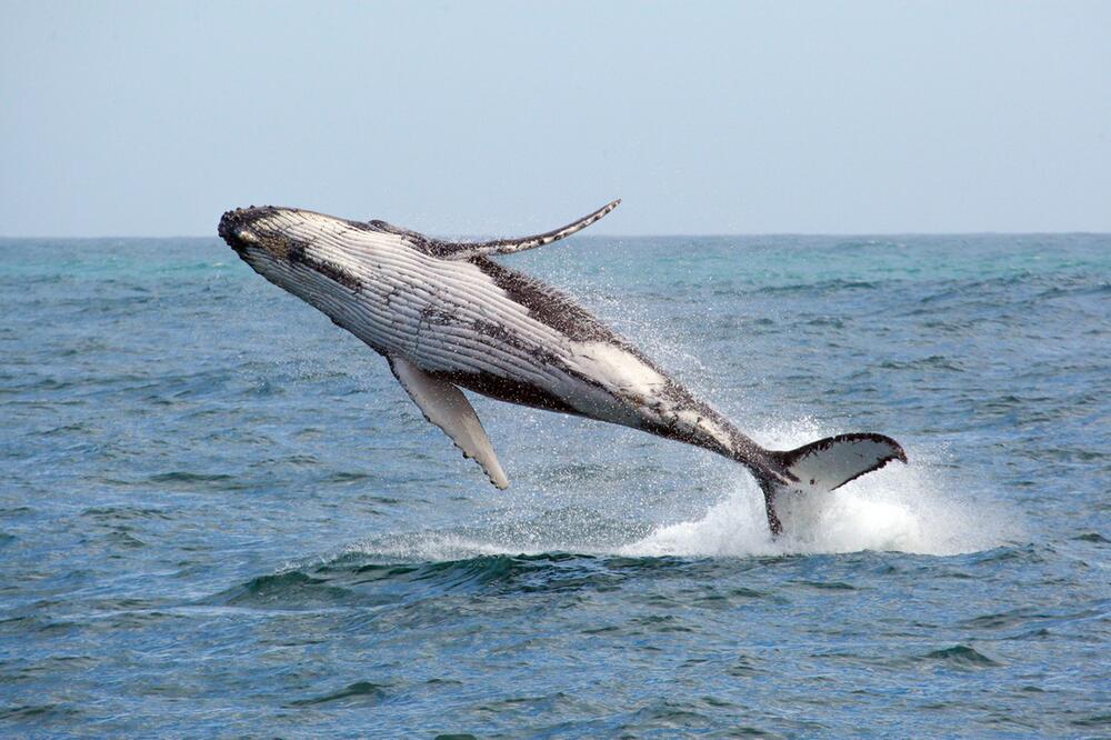 Whale Watching in Australien