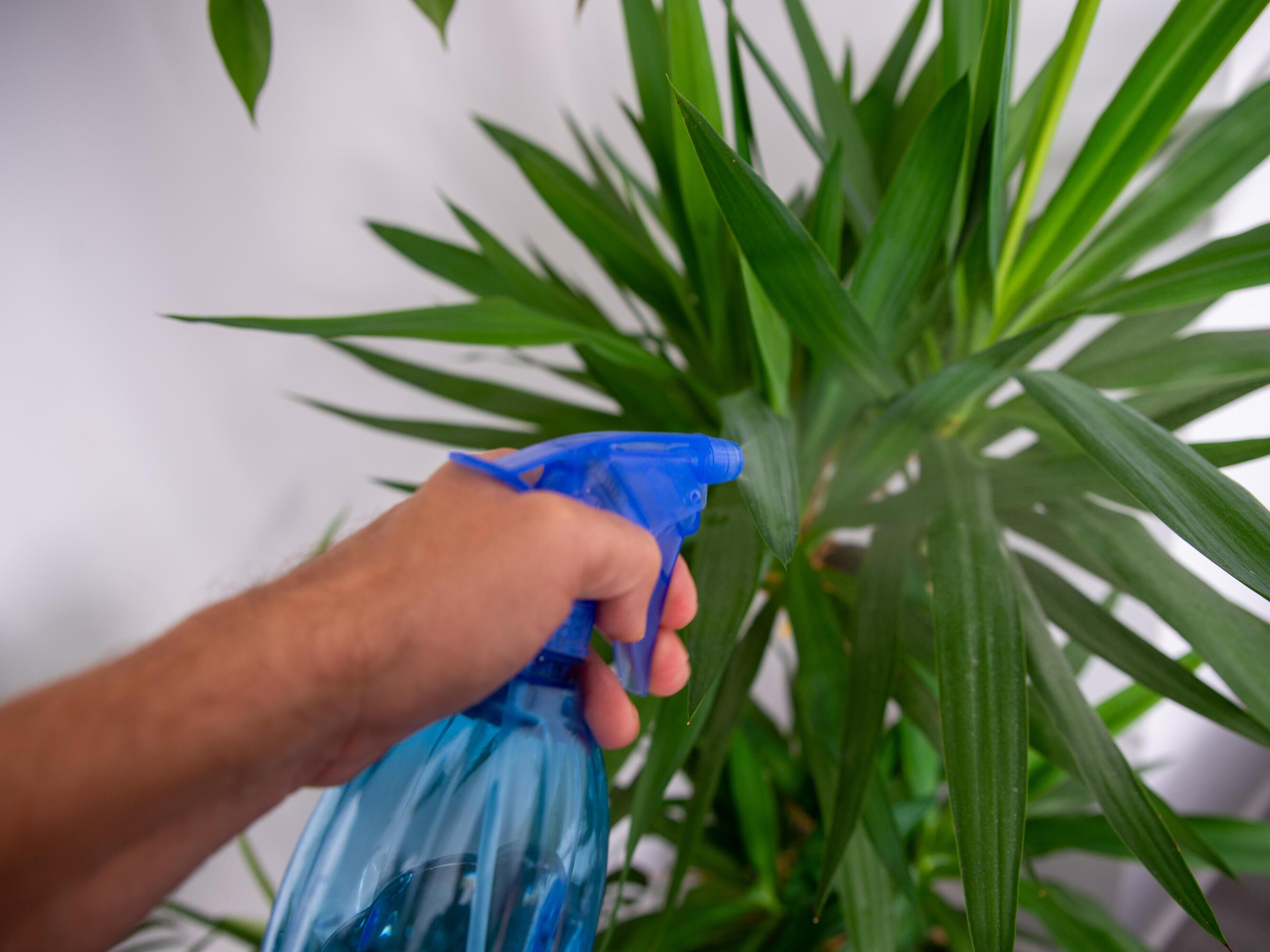 Yucca-Palme optimal pflegen  so gedeiht die Riesen-Palmlilie | GMX.CH