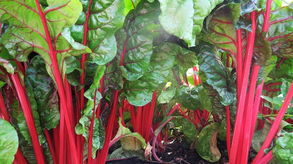 Mangold wächst wunderbar im Garten