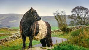 Belted Galloway Kuh steht auf einer Weide
