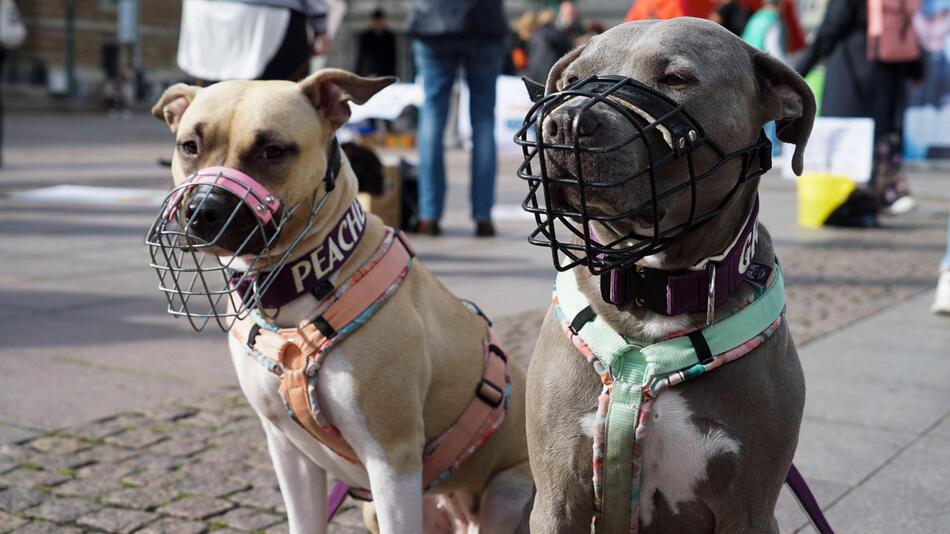 Kampfhunde mit Maulkörben