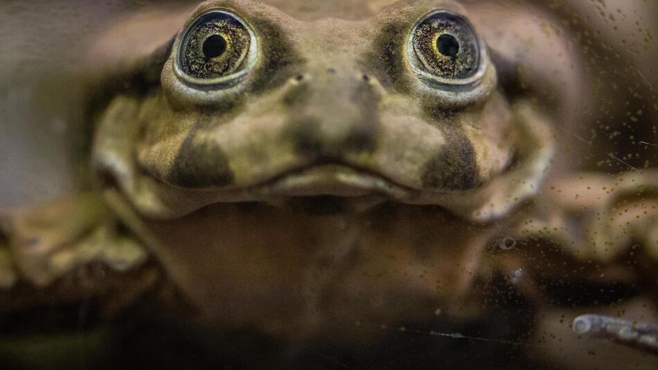 Titicaca-Riesenfrosch