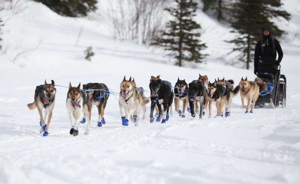 Iditarod-Schlittenhunderennen