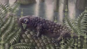 Tyrannoroter heberti 