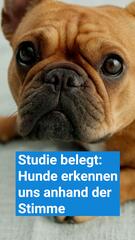 Studie belegt: Hunde erkennen uns anhand der Stimme