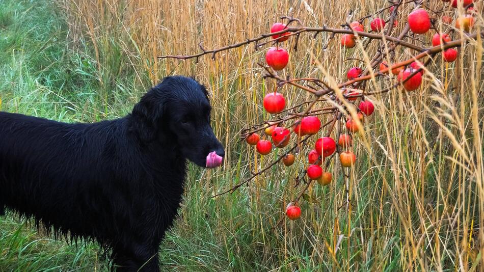 Hund, Äpfel, Apfel