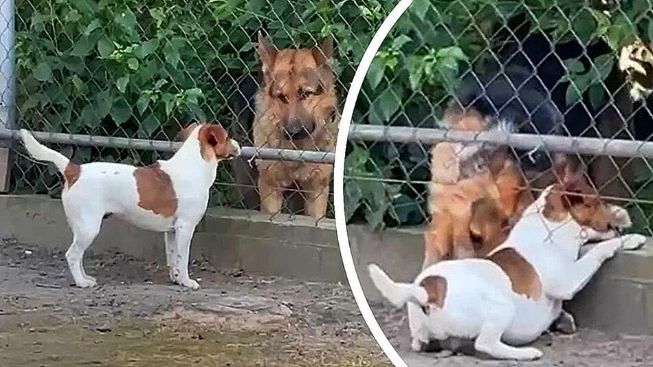 Vierbeiner sucht Lücke: Schlauer Schäferhund hilft Artgenossen durch Zaun