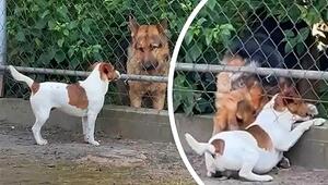 Vierbeiner sucht Lücke: Schlauer Schäferhund hilft Artgenossen durch Zaun