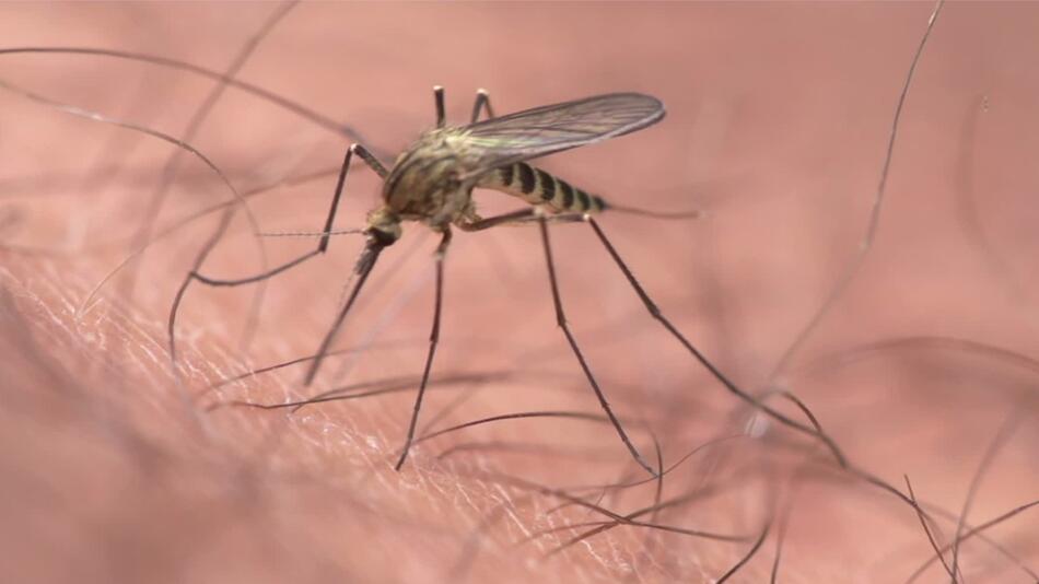 Das hilft gegen den Juckreiz bei Mückenstichen